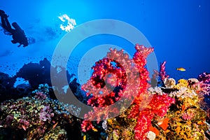 Coral reefs and water plants in the Red Sea, colorful and different colors