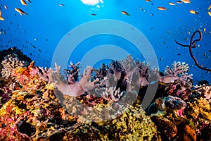 Coral reefs and water plants in the Red Sea, colorful and different colors