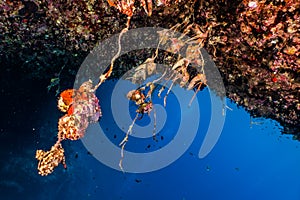 Coral reefs and water plants in the Red Sea, colorful and different colors