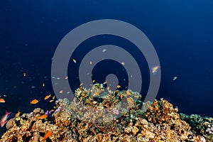 Coral reefs and water plants in the Red Sea, colorful and different colors