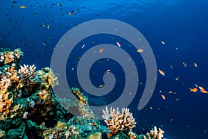 Coral reefs and water plants in the Red Sea, colorful and different colors