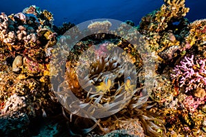 Coral reefs and water plants in the Red Sea, colorful and different colors