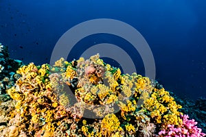 Coral reefs and water plants in the Red Sea, colorful and different colors