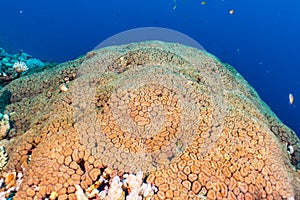 Coral reefs and water plants in the Red Sea, colorful and different colors