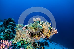 Coral reefs and water plants in the Red Sea, colorful and different colors