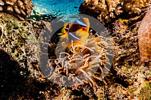 Coral reefs and water plants in the Red Sea, colorful and different colors