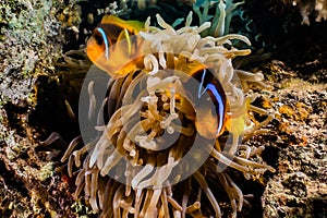 Coral reefs and water plants in the Red Sea, colorful and different colors