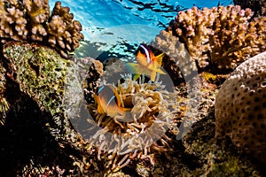 Coral reefs and water plants in the Red Sea, colorful and different colors