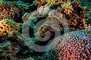 Coral reefs and water plants in the Red Sea, colorful and different colors