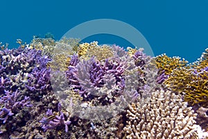 Coral reel at the bottom of tropical sea with violet acropora corals on blue watter background