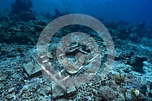 Coral Restoration project Bunaken Indonesia