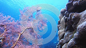 Coral, rock and fish in sea with nature underwater in tropical environment with plants. Ocean, biodiversity and boulder