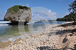 Coral rock formations at Bathsheba Beach Barbados photo