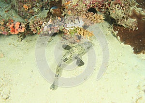 Coral rock grouper