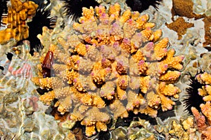 Coral in rock pool