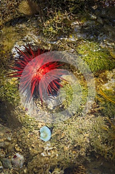 Coral rock pool