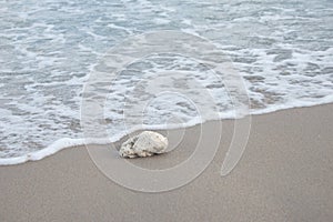 Coral Rock Washed Ashore on the Beach