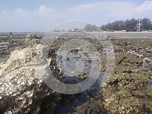 coral rocks on the beach when the sea water recedes in the afternoon photo