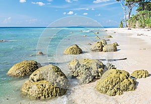 Coral rocks at laxmanpur Beach