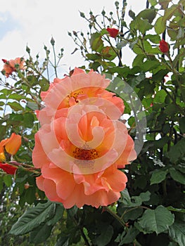 Coral rose floribunda flowers