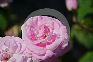 Coral rose flower in roses garden. Top view.