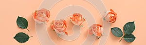 Coral roses with leaves on a pastel pink background, border. Top view, flat lay, banner