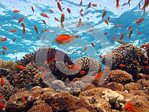 Coral Scene photo