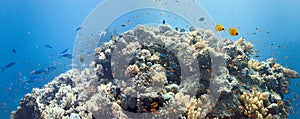 Coral scene -panorama photo