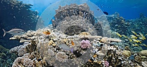 Coral scene - panorama