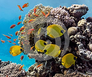 Coral scene - panorama