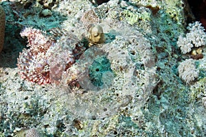 Coral and scorpionfish