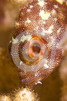 Coral scorpionfish photo