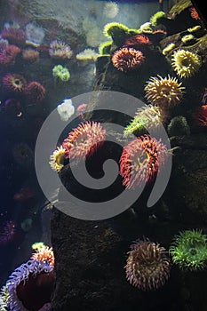 Coral and sea anemones at the Ripley`s Aquarium in Toronto Ontario Canada