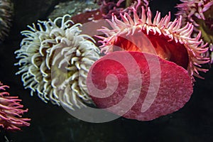 Coral and sea anemones at the Ripley`s Aquarium in Toronto Ontario Canada