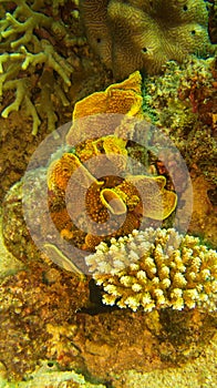 Coral in the sea, australia