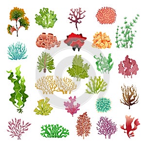 Coral and seaweed. Underwater flora, sea water seaweeds aquarium game kelp and corals. Ocean plants vector set