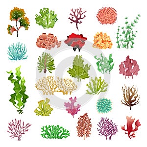 Coral and seaweed. Underwater flora, sea water seaweeds aquarium game kelp and corals. Ocean plants vector set photo