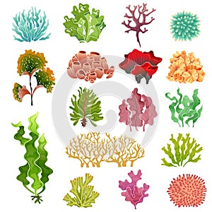 Coral and seaweed. Underwater flora, sea water seaweeds aquarium kelp and corals. Ocean plants vector set