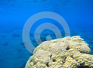 Coral seaworld in tropical seashore. Undersea landscape photo. Fauna and flora of tropical shore.