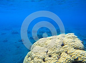 Coral seaworld in tropical seashore. Undersea landscape photo. Fauna and flora of tropical shore. photo