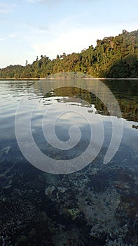 Coral seen from the surface photo on the reef and the island with forest behind