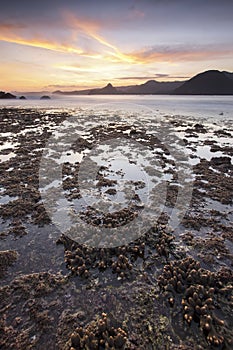 Coral at Selong Belanak beach during low tide. photo