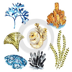 Coral set. Aquarium concept for Tattoo art or t-shirt design isolated on white background.