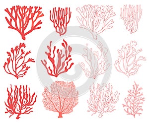 Coral set hand drawn illustration