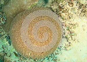 Coral in shape of ball with polyps