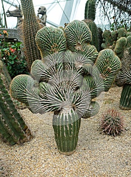 Coral shape cactus, also known with scientific name Strictum Crestata
