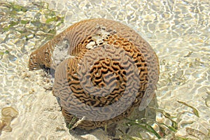 The coral is shaped like a brain. Kenya, Mombasa