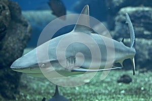 Coral Shark