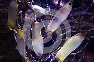 Coral with shark eggs