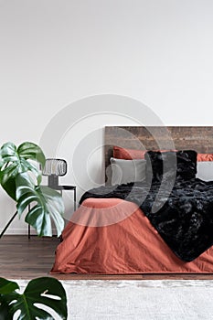 Coral sheets and black furry blanket on wooden bed in white room with monstera plant